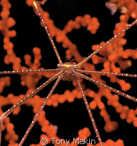 Spider crab by Tony Makin 